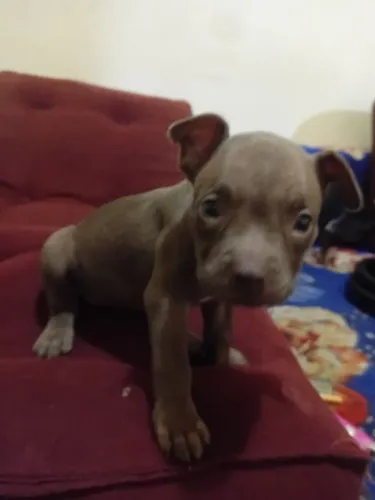 Pit Monster
