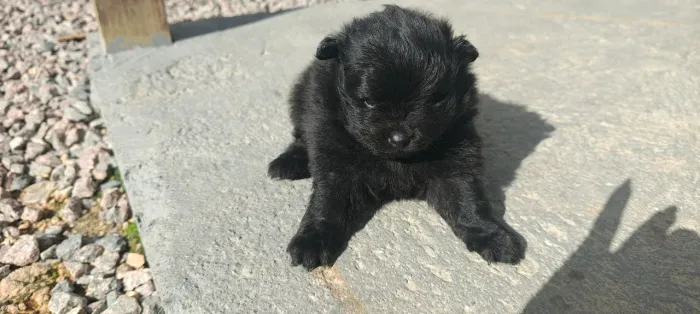 Lulu da Pomerânia
