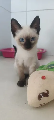 Gata siamês, 2 meses