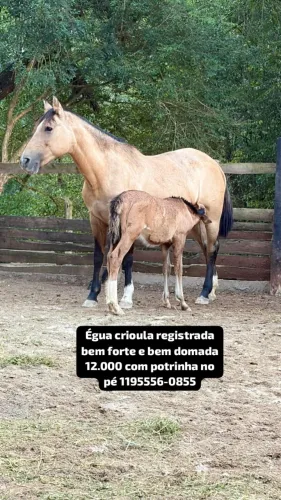 Vendo egua crioulo com papel 