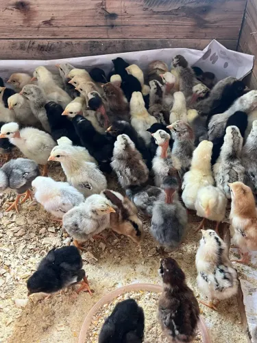 Venda de pintinhos