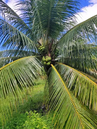 alugo fazenda de coqueiro na grande natal zona sul entre s. José e Goianinha