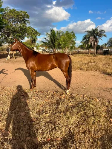 Égua