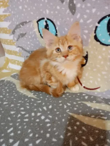 Última fêmea de mainecoon pronta entrega