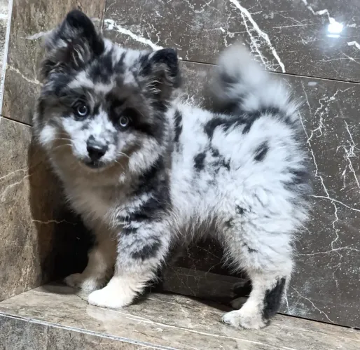 Belíssimo Pomsky 