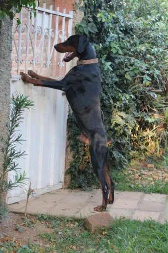 Filhotes de Doberman Europeu