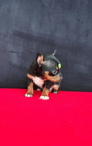 Pinscher com 60 dias vacinado 