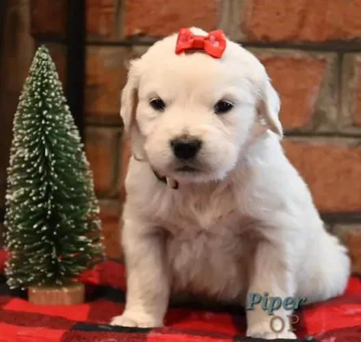 Filhotes de Golden retriever | O afeto ganha forma.