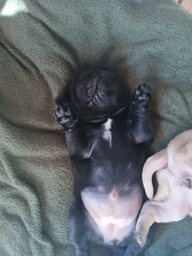Pug fêmea black