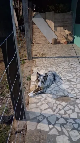 Doação 2 border colli para quem tem área rural ou urbana murada