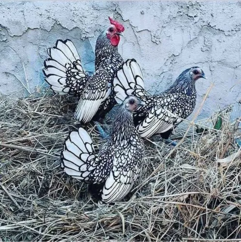 Pintinhos sebright prateado