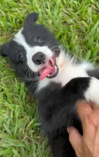 Filhotes border collie