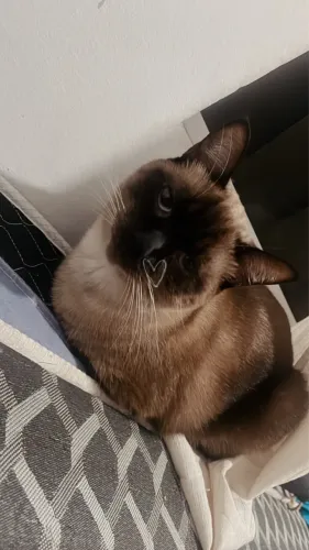 Doação de gatos