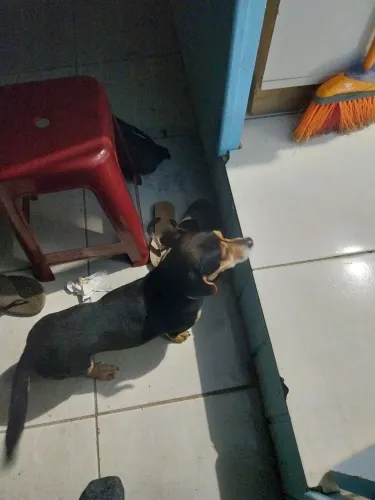 Cachorro