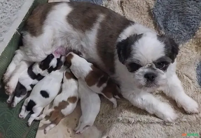filhotes de Shih Tzu pra adoção