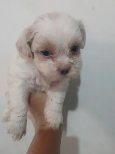 Shih Tzu machos