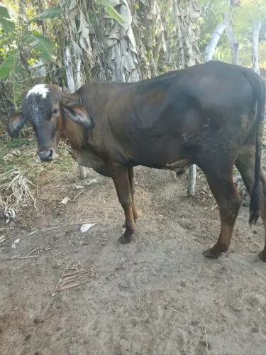 Bezerros Machos 