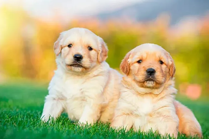 Golden retriever ? pedigree