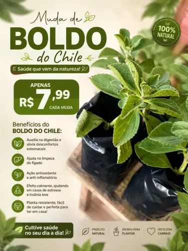 Mudas de Boldo do Chile
