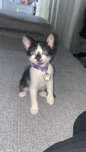 Gatinha de 2 meses e meio pra adoção 