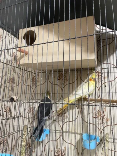Casal calopsita 