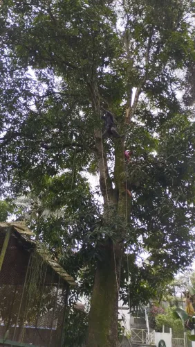 Serviços de jardinagem