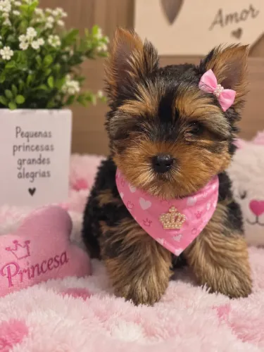 Princesinha filhote de yorkshire fêmea! 
