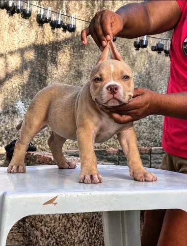 Filhote macho PITMONSTER com pedigree 