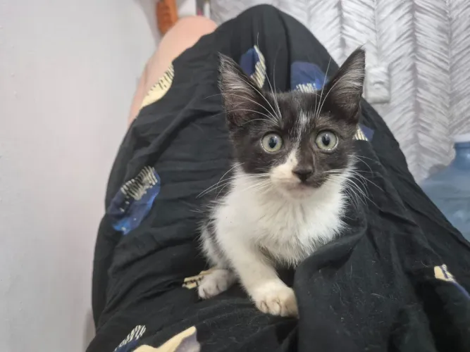 Gato macho filhote peludo