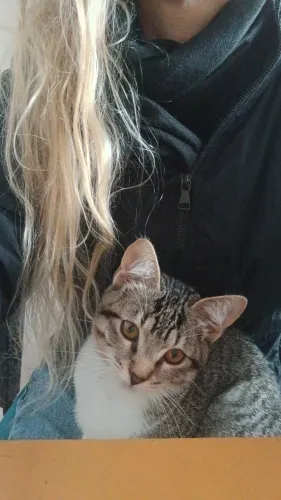 Doacao Gato