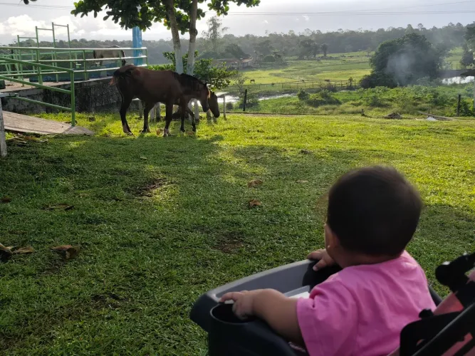 Carrinho de bebe