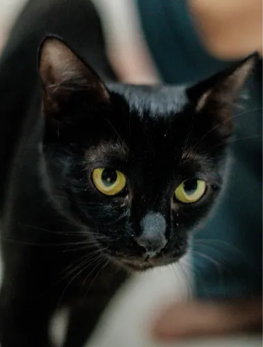 Gatinha preta para adoção 