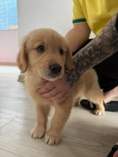 Golden Retriever Macho