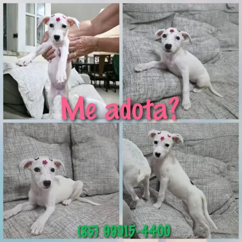 Cachorrinhas filhotes 