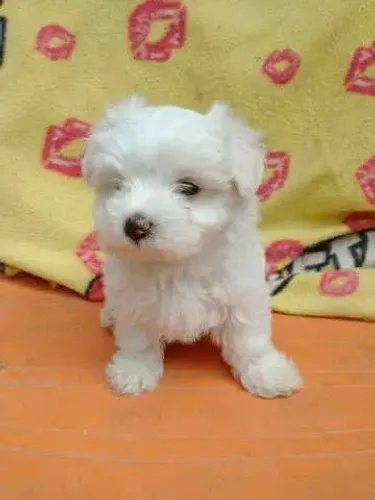 Maltês fêmea com pedigree 
