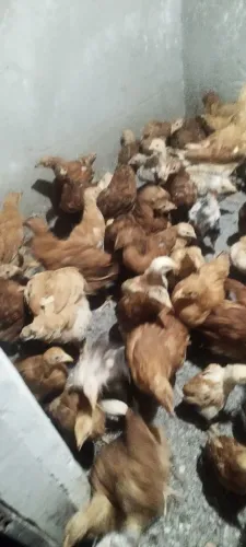Galinha Embrapa 051, com 3 meses. Não percam essa oportunidade!!!