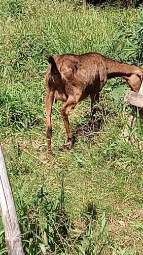 Vendo cabra anglonubiana