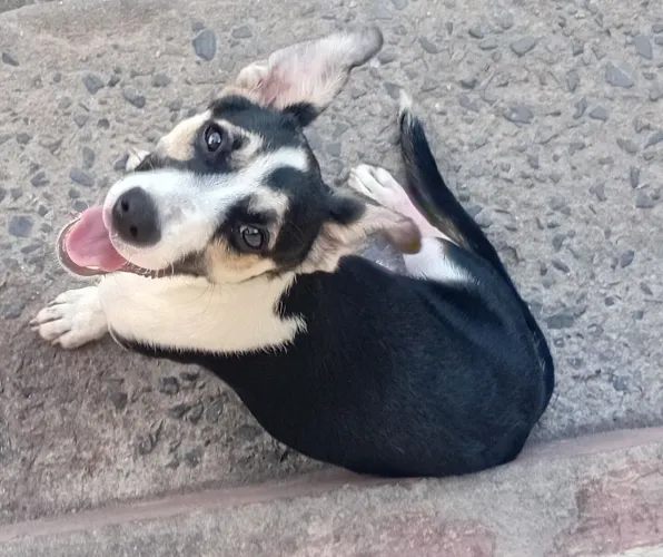 Cão dócil