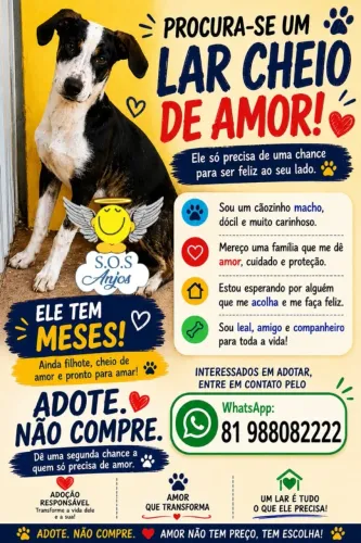 Cachorro