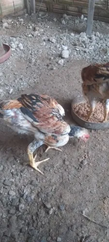 Frangalhos