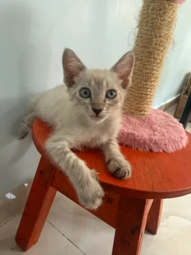 Linda gatinha disponível pra adoção responsável