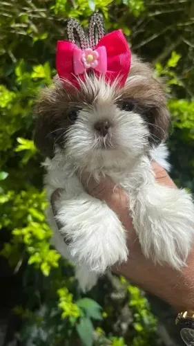 Shih tzu Um cachorrinho que vai deixar sua casa mais viva