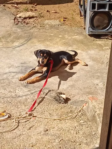 Cachorro 