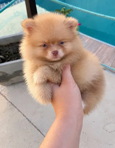 Lulu da pomerania femea e macho
