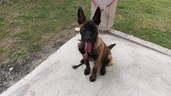 Vendo Pastor alemão malinois