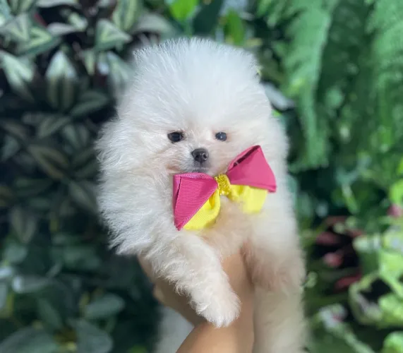 LULU DA POMERÂNIA - PEQUENOS URSINHOS!!!