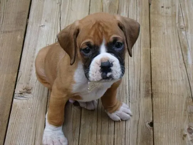 Boxer Filhotes