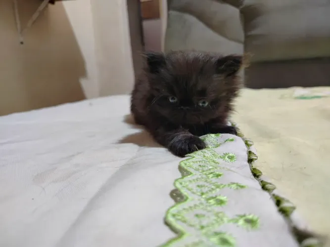 Animais de estimação