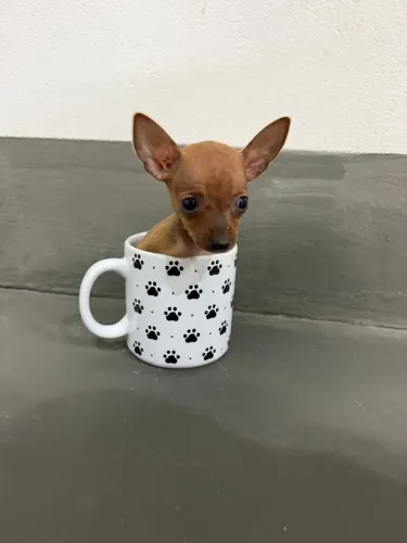 pinscher zero