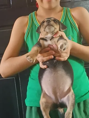 Doação de cachorrinha femea 2 meses 
